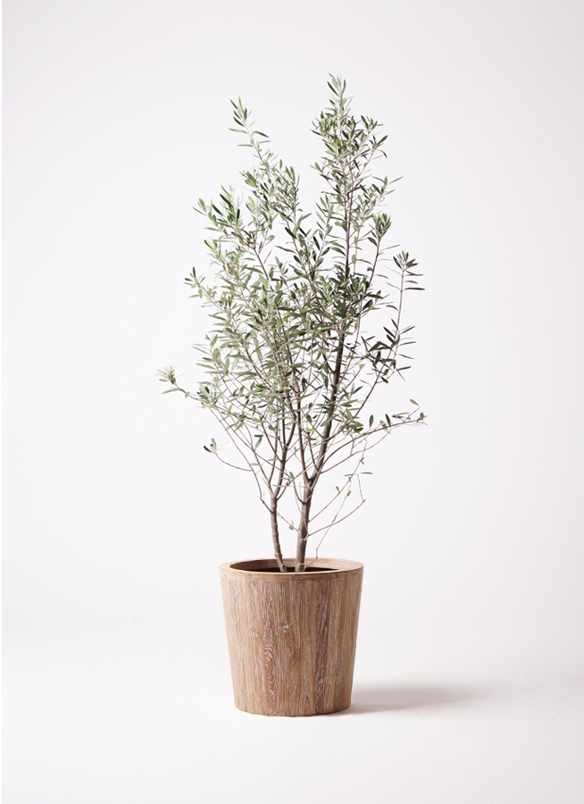 観葉植物 オリーブ 10号 チプレッシーノ ウッドプランター 付き | 観葉