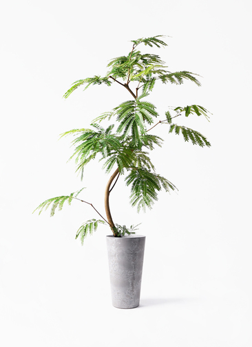 観葉植物 エバーフレッシュ 8号 曲り アートストーン トールラウンド