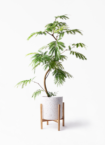 観葉植物 エバーフレッシュ 8号 曲り ホルスト シリンダー スパークル