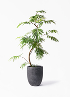観葉植物 エバーフレッシュ 8号 曲り Coral Pot (コーラルポット