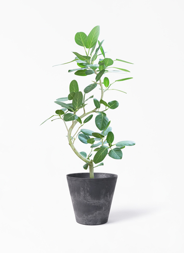観葉植物 フィカス ベンガレンシス 8号 曲り アートストーン ラウンド