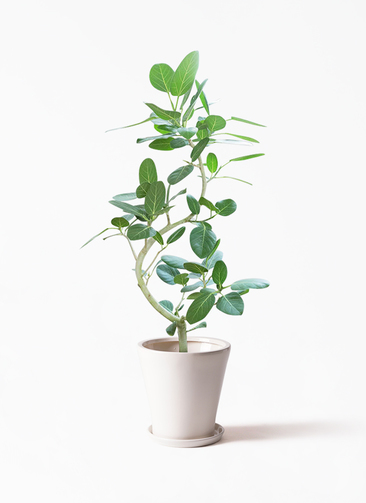 観葉植物 フィカス ベンガレンシス 8号 曲り サブリナ 白 付き | 観葉