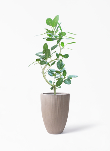 観葉植物 フィカス ベンガレンシス 8号 曲り リブラ モノ ブラウン