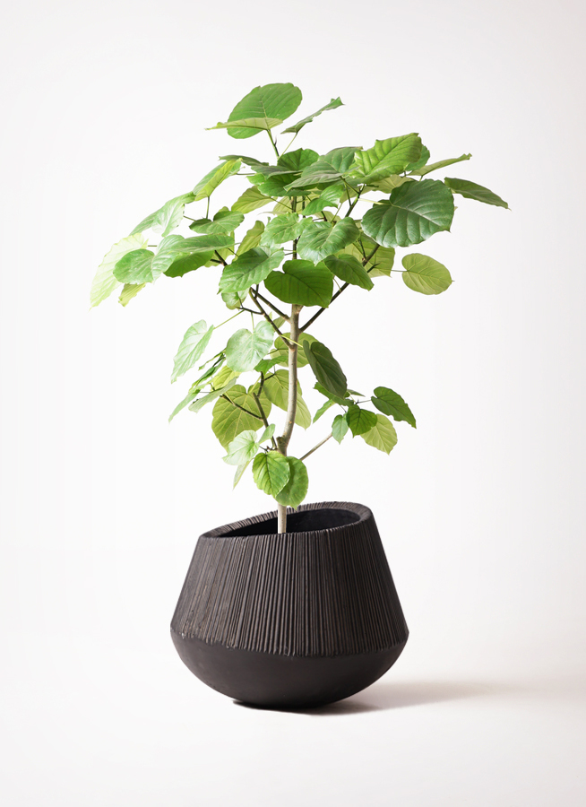 観葉植物 フィカス ウンベラータ 8号 ノーマル エディラウンド 黒 付き