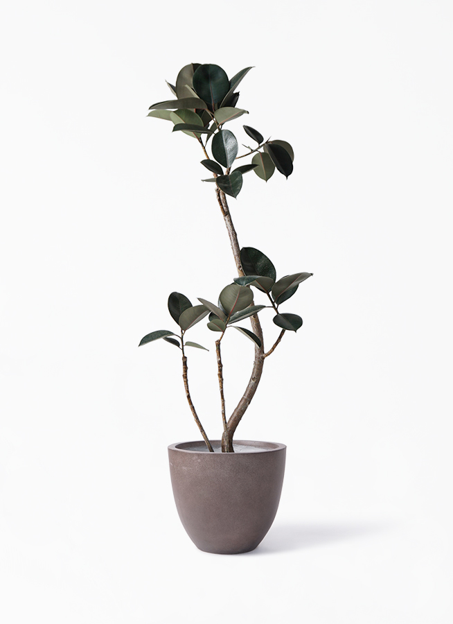 観葉植物 フィカス バーガンディ 8号 曲り エルム ラウンド ブラウン 付き 観葉植物ならhitohana ひとはな