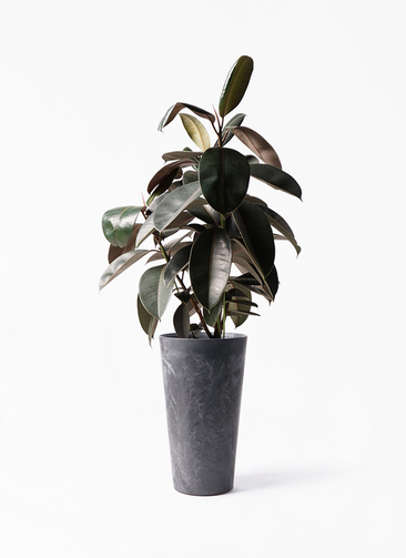 ficus-burgundy-89_1.jpg?1608721839