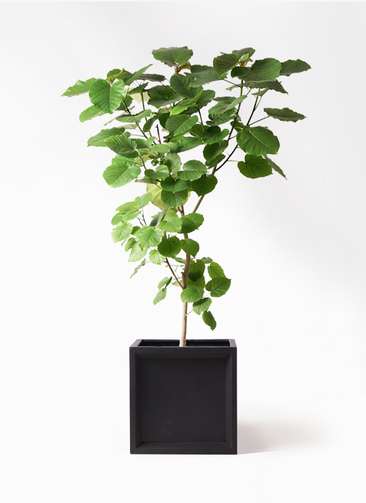 観葉植物 フィカス ウンベラータ 10号 ノーマル ブリティッシュ