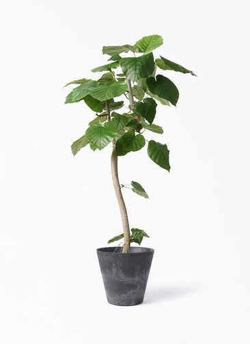 観葉植物 フィカス ウンベラータ 8号 曲り アートストーン ラウンド