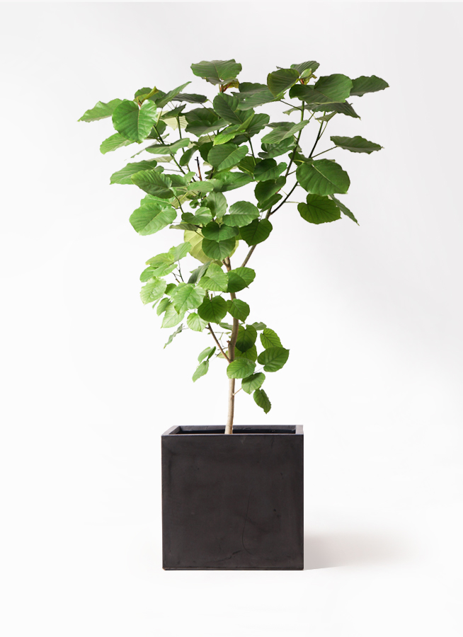 観葉植物 フィカス ウンベラータ 10号 ノーマル ファイバークレイ