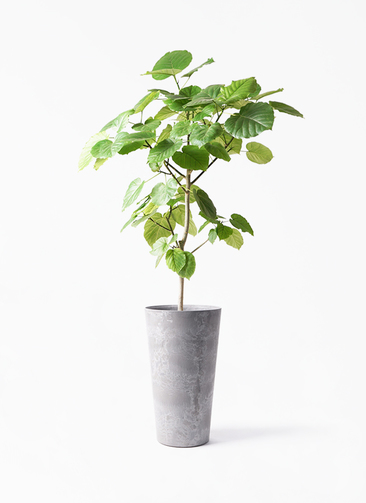 ficus-umbellata-451_1.jpg?
