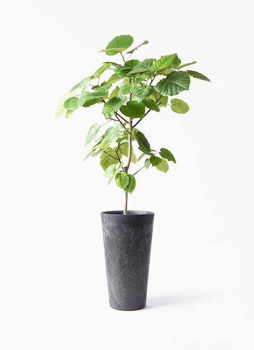 フィカス ウンベラータ 8号 S-shaped Triple head ficus-umbellata-452_1.jpg?