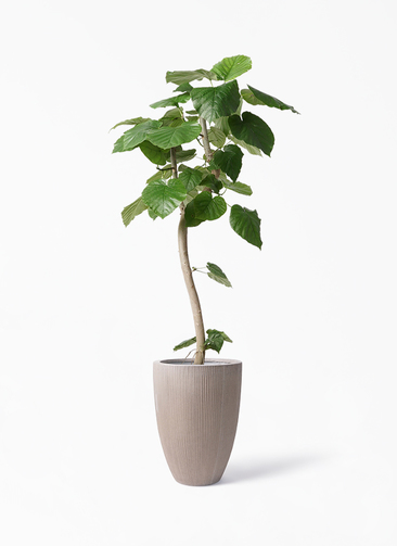 観葉植物 フィカス ウンベラータ 8号 曲り リブラ モノ ブラウン 付き