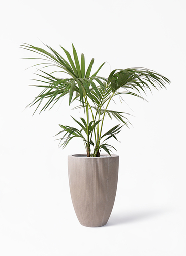 イヌケンチャヤシ 8号 125cm イヌケンチャヤシ