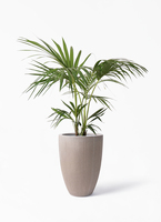 howea-forsteriana-178_1.jpg?