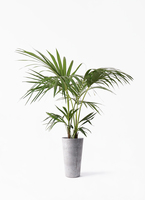 howea-forsteriana-136_1.jpg?