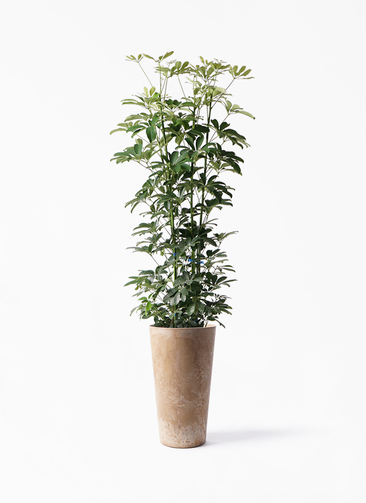 シェフレラ・カポック 60cm〜70cm程 ☆ 観葉植物 シェフレラ（カポック） 8号 ノーマル アートストーン トール