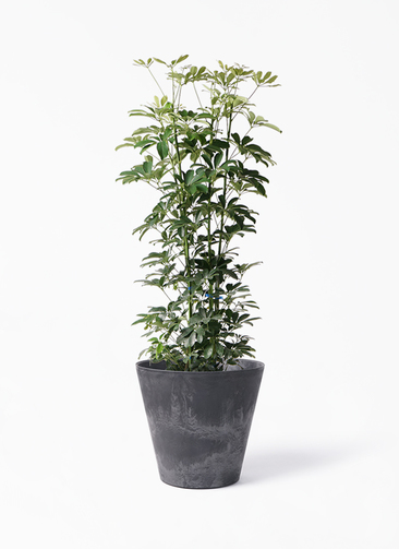 シェフレラ・カポック 60cm程 です 観葉植物 シェフレラ（カポック） 8号 ノーマル アートストーン