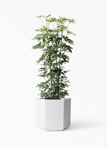 観葉植物 シェフレラ（カポック） 8号 ノーマル コーテス ヘックス