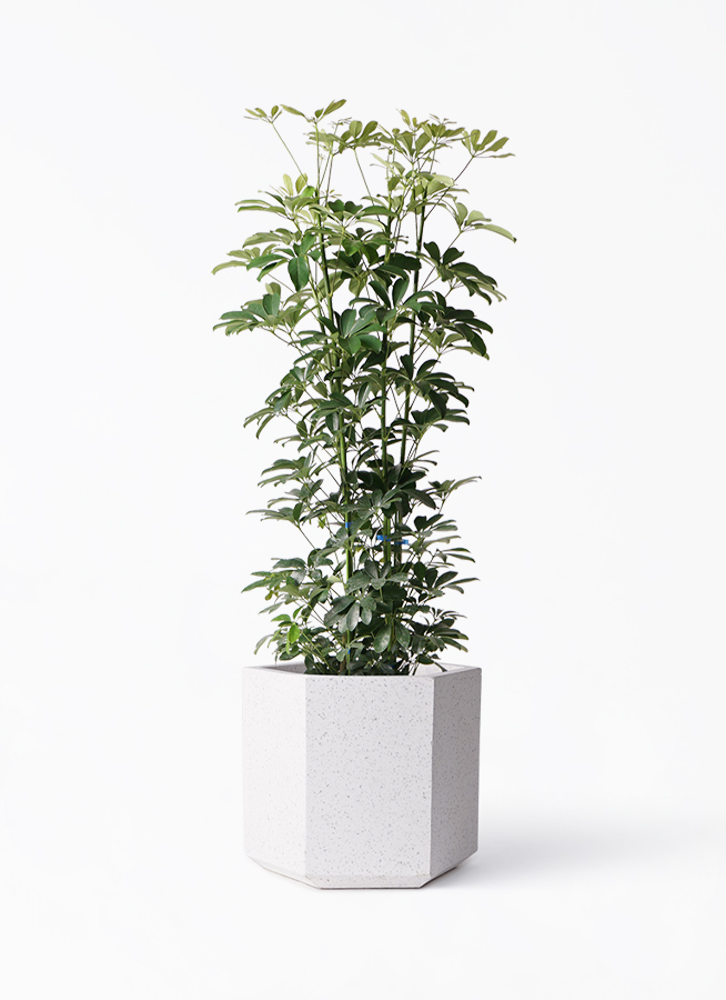 観葉植物 シェフレラ（カポック） 8号 ノーマル コーテス ヘックス