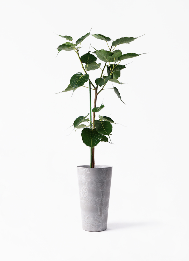 観葉植物 インドボダイジュ 8号 アートストーン トールラウンド グレー 付き 観葉植物ならhitohana ひとはな 観葉植物 インドボダイジュ 8号 アートストーン トールラウンド グレー 付き 観葉植物ならhitohana ひとはな