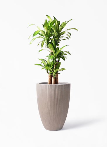 massangeana-214_1.jpg?1608726546