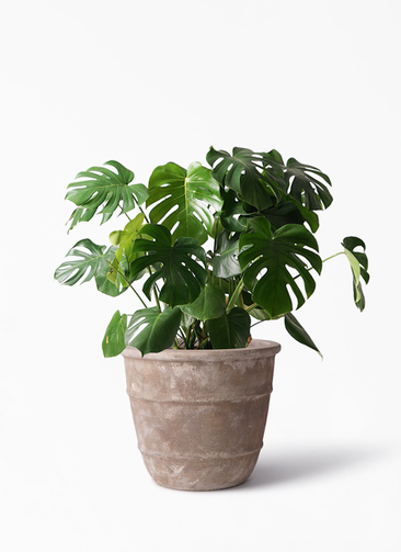 観葉植物 モンステラ 8号 ボサ造り テラアストラ シリウス 付き | 観葉