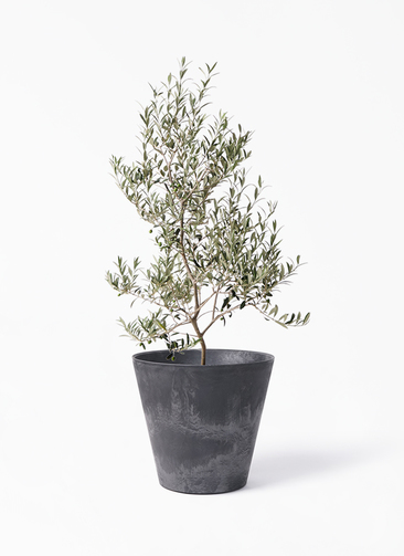 ［現品］【希少】 1番　オリーブ　アルベキーナ　6号　屋外　レア　オリーブの木 現品］【希少】 1番 オリーブ アルベキーナ 6号 屋外 レア