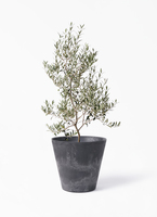 オリーブの木,植物/観葉植物アルベキーナ『花芽ギッシリ　約185㌢綺麗な樹形』 olive-arbechina-127_1.jpg?