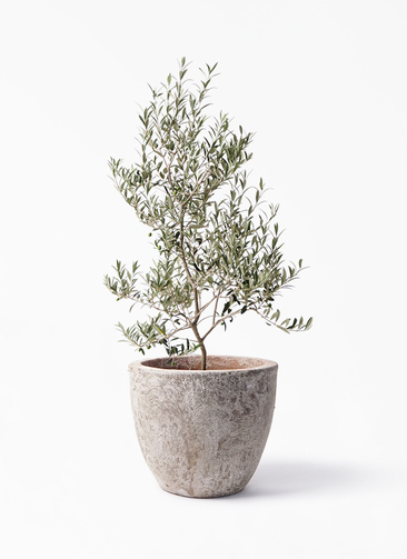 BOB　オリーブの木　アルベキナ　H1.8m(鉢底から) 観葉植物 オリーブの木 8号 アルベキーナ アビスネブラ ラウンド 付き
