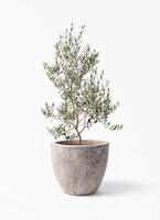 B オリーブ　根上がり　アルベキーナ olive-arbechina-2_0001.jpg?