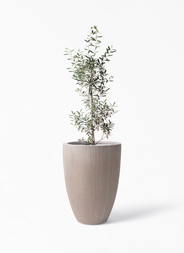 観葉植物 オリーブの木 8号 チプレッシーノ リブラ モノ ブラウン 付き