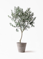 観葉植物 オリーブ 8号 創樹 ポリゴヘクサ 白 付き | 観葉植物なら