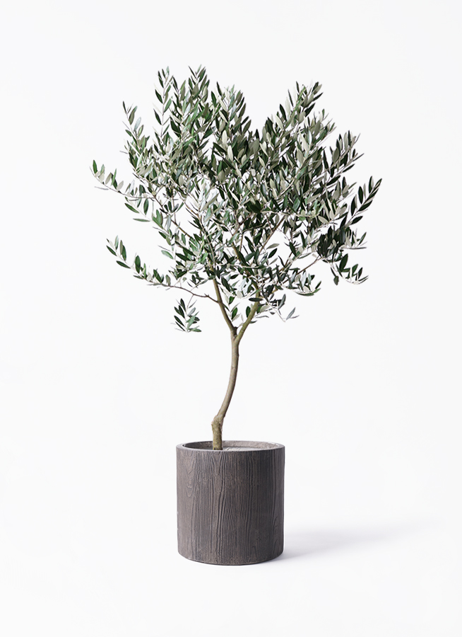 観葉植物 オリーブの木 8号 創樹 アルファ シリンダープランター