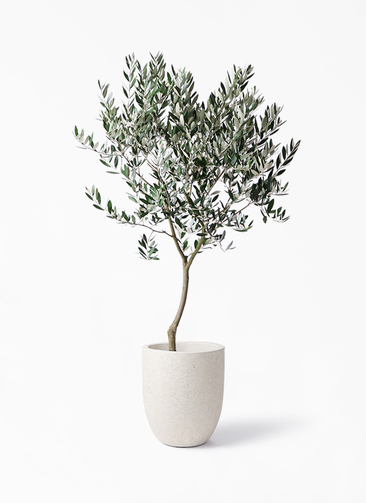 オリーブの木,植物/観葉植物アルベキーナ『花芽ギッシリ　約185㌢綺麗な樹形』 オリーブの木,植物/観葉植物アルベキーナ『花芽ギッシリ 約185㌢綺麗な