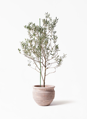 観葉植物 オリーブの木 8号 カリフォルニアクイーン テラアストラ リゲル 赤茶色 付き 観葉植物ならhitohana ひとはな 観葉植物 オリーブの木 8号 カリフォルニアクイーン テラアストラ リゲル 赤茶色 付き 観葉植物ならhitohana ひとはな