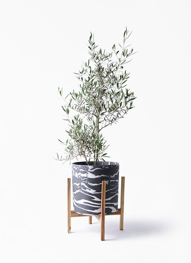 観葉植物 オリーブの木 8号 コラティーナ コラチナ ホルスト シリンダー マーブル ウッドポットスタンド 付き 観葉植物ならhitohana ひとはな