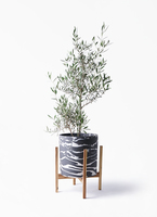 観葉植物 オリーブの木 8号 コラティーナ (コラチナ) ブリティッシュ