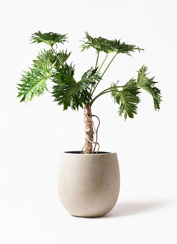 philodendron-selloum-178_1.jpg