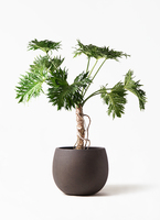 観葉植物 フィロデンドロン 8号 セローム ヒトデカズラ 根あがり