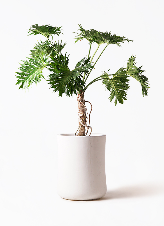 観葉植物 フィロデンドロン 8号 セローム ヒトデカズラ 根あがり