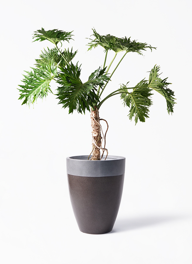 大型　フィロデンドロン・セローム 観葉植物 フィロデンドロン・セローム・ホープ 大型【観葉植物 8
