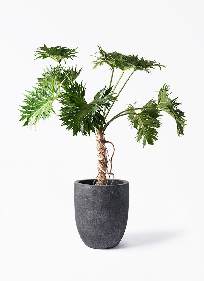 観葉植物 フィロデンドロン 8号 セローム ヒトデカズラ 根あがり