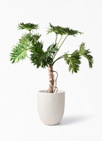 観葉植物 フィロデンドロン 8号 セローム ヒトデカズラ 根あがり 竹