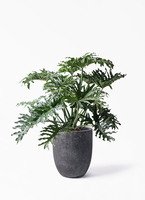 観葉植物 フィロデンドロン 8号 セローム ヒトデカズラ ボサ造り