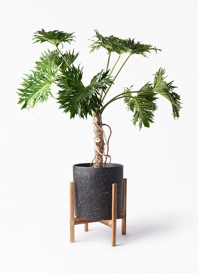 philodendron-selloum-197_1.jpg