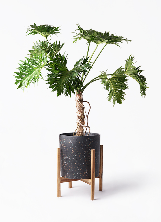 観葉植物 フィロデンドロン 8号 セローム ヒトデカズラ 根あがり