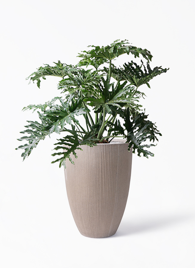 フィロデンドロン 8号 | 観葉植物通販HitoHana(ひとはな)