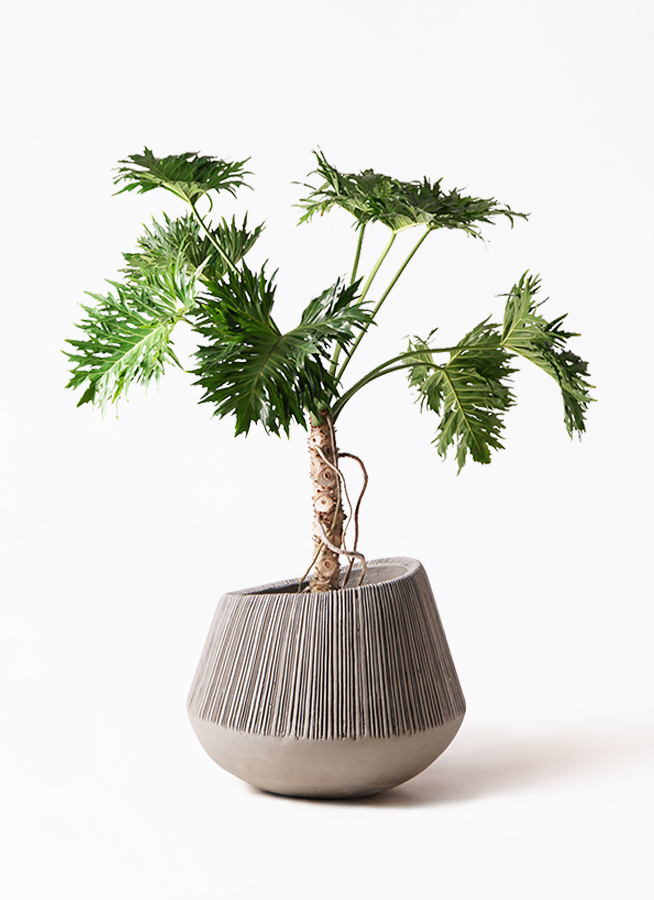 観葉植物 フィロデンドロン 8号 セローム ヒトデカズラ 根あがり