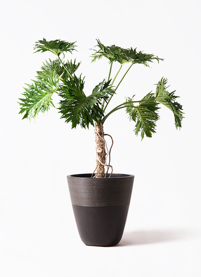 philodendron-selloum-169_1.jpg