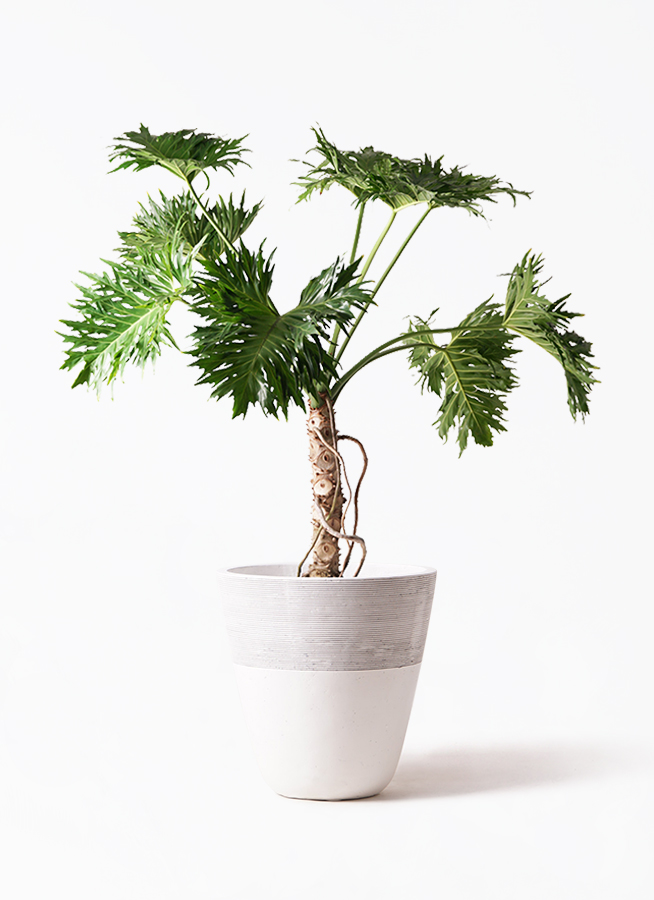 philodendron-selloum-170_1.jpg
